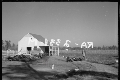 2232_Zeb Atkinson, homesteader, Penderlea Farms, North Carolina