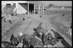 2236_Chickens , Zeb Atkinson's homestead,  Penderlea Farms, North Carolina