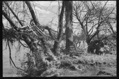 2367_After the Connecticut River had subsided near Hatfield, Massachusetts