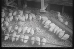 2377_Chickens , the Jewish poultry cooperative at Liberty, New York