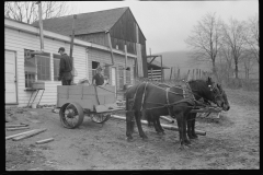 2379_ Cart removing chicken manure f rom the Jewish poultry cooperative, Liberty, New York