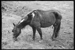 2443_Neglected horse owned by rehabilitation client, Jackson County, Ohio