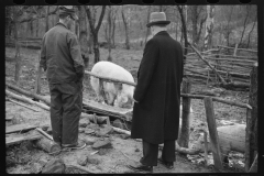 2464_Resettlement Administration representative with client and pigs, Jackson County, Ohio