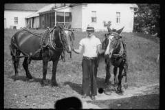 2538_ Work horses for Judging at the fair Albany , Vermont