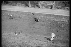 2545_Possibly some cattle on sheep farm near North Troy , Orleans County, Vermont