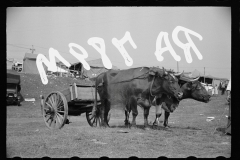 2549_Bullock cart , Morrisville Fair ,  Vermont