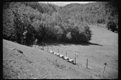 2551_ Sheep on farm , North Troy , Orleans County, Vermont