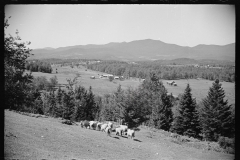 2552_ Sheep on farm , North Troy , Orleans County, Vermont