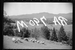 2553_Sheep on farm , North Troy , Orleans County, Vermont