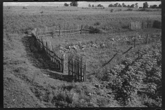 2610_ Bud Fields' garden, Hale County, Alabama