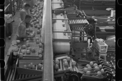 2635_Packing fruit in the packing-house at Fort Pierce, Florida