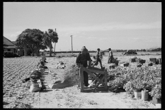 2637_Rolling bleaching paper used to keep celery stalks white, Sanford, Florida