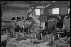 2644_ Migrant workers packing celery at Sanford, Florida.