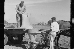 2648_Large quantities of fertilizer being used to grow celery,  Sanford, Florida