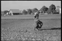 2653_Picking discarded  portion of crop, Sanford , Florida,