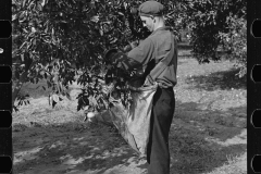 2673_Orange picking probably migratory,  Polk County, Florida