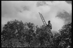 2677_Orange picking , possible migrant workers, Polk County, Florida