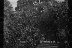 2678_Orange picking , possible migrant workers, Polk County, Florida