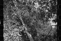 2679_Orange picking , possible migrant workers, Polk County, Florida