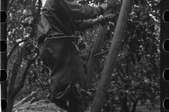 2682_ A migrant orange picker, Polk County, Florida