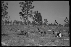 2685_US Resettlement Administration ,   Withlacoochee Land Use Project, Florida