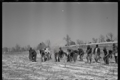 2747_Planting slash pine, Tuskegee Project, Macon County, Alabama,