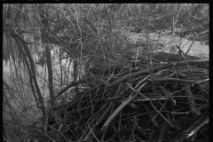 2754_Beaver dam, Tuskegee Project, Macon County, Alabama