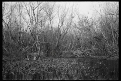 2756_Beaver dam, Tuskegee Project, Macon County, Alabama
