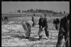 2758_Planting slash pine, Tuskegee Project, Macon County, Alabama,