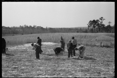 2761_Planting slash pine, Tuskegee Project, Macon County, Alabama,