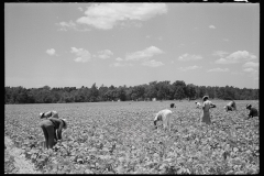 2782_Picking string-beans near Cambridge, Maryland