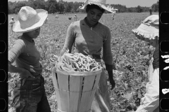 2785_Picking string-beans near Cambridge, Maryland