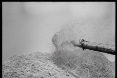 2789_  Wheat straw being thrown  out of threshing machine, Frederick, Maryland