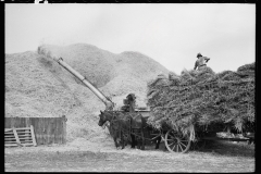 2799_Loading  straw onto a horse and cart , Mobile threshing yard , Frederick, Maryland