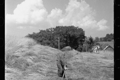 2816_Cutting Hay with a scythe ,  Windsor County, Vermont