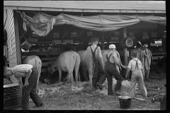 2836_ 4-H Club boys taking care of their cows, State Fair, Rutland, Vermont