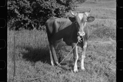 2855_Young Bull , McNally Family  Farm, Kirby, Vermont