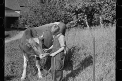 2856_Young Bull , McNally Family  Farm, Kirby, Vermont