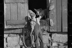 2859_Pigs ,McNally Family  Farm, Kirby, Vermont