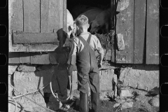 2860_Pigs ,McNally Family  Farm, Kirby, Vermont