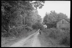 2870_Driving the cows, Otsego