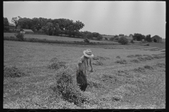 2941_ Pea vines , in open field , farm near Sun Prairie, Wisconsin