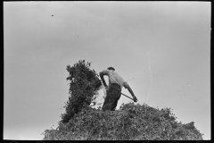 2942_  Farm worker  pitching pea vines onto a truck,  Sun Prairie, Wisconsin