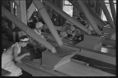 2945_Inspecting peas on production  line , Canning Factory near Sun Prairie, Wisconsin