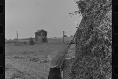 2954_Farmer loading  a  truck, peas .