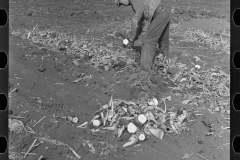 3012_Worker topping sugar beet , East Grand Forks, Minnesota