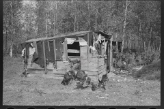 3024_Shed and turkeys on cut-over farm, near Northome, Minnesota