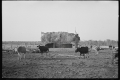 3034_Cattle with straw barn in the background on farm near Little Fork, Minnesota