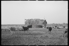 3035_Cattle with straw barn in the background on farm near Little Fork, Minnesota