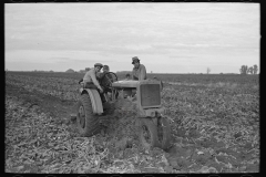 3048_Alice Chalmers Row Crop tractor in sugar beet crop.